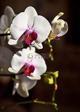 蘭花,花,盛開