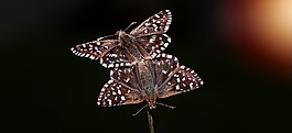 蝴蝶,對(duì),連接