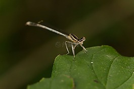 蜻蜓,葉子,關(guān)閉