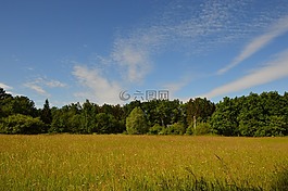 草地,森林,云