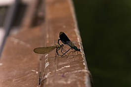 蜻蜓,配對,性質(zhì)