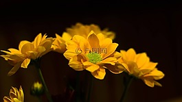 花,黃色,關(guān)閉