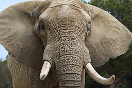 象,動物園,動物