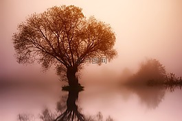 樹,性質,黎明
