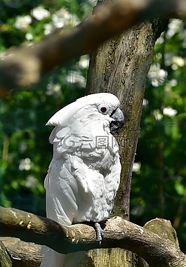 鸚鵡,鳥,動(dòng)物世界
