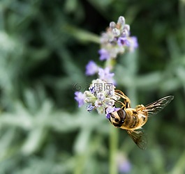 蜜蜂,hoverfly,昆蟲