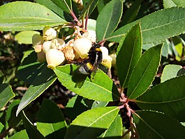 蜜蜂,花,葉