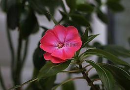 福禄考,花,花卉