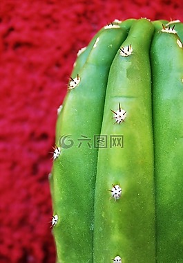 仙人掌,紋理,綠色