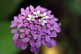 candytuft,iberis,特写