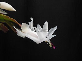 植物,鮮花,圣誕仙人掌