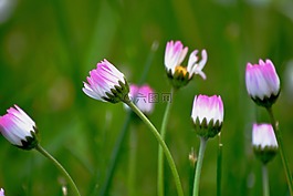 花卉,鮮花,春天的花朵