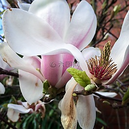 玉蘭,開花,杯