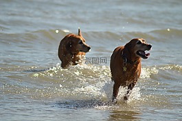 狗,海,水