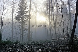 森林,霧,太陽
