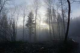 森林,霧,太陽