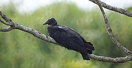 ave,動(dòng)物,gallinazo