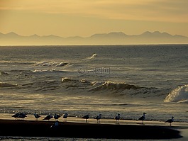 太平洋,波,沖浪