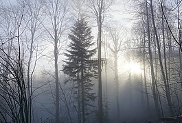 森林,霧,太陽