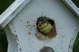 山雀,鳥,動物