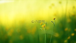 性質,草,夏季