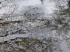 水,池塘,性質(zhì)