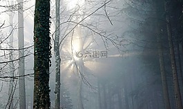 森林,霧,太陽