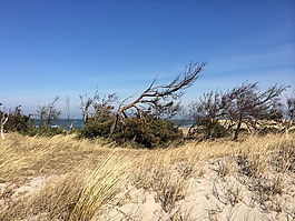 沙丘,海灘,波羅的海