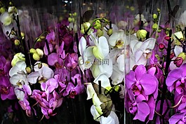蘭花,鮮花,花卉
