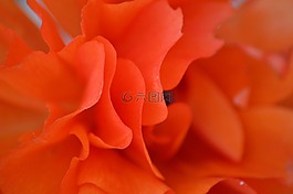 花,橙色,花瓣