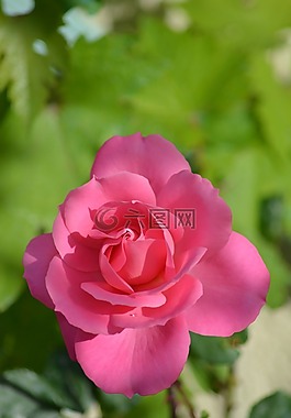 粉色,花,性質(zhì)