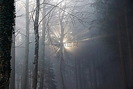 森林,霧,太陽(yáng)
