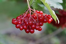 水果,性質(zhì),葉