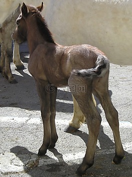 小馬駒,馬,卡馬爾格