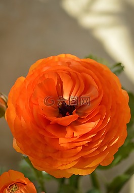 花,橙色,花瓣