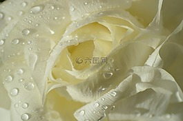 粉色,白,花