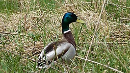 鳥,鴨,鳧