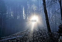 森林,霧,太陽