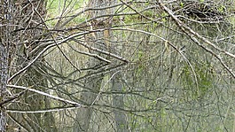 水,性質(zhì),池塘
