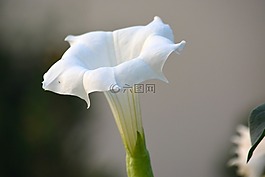 鮮花,性質(zhì),植物區(qū)系
