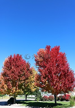 紅葉,紅色,葉