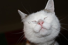 貓,動物,小貓