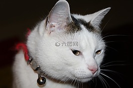 小貓,寵物,年輕的小貓