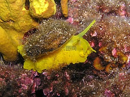 海蝸牛,爬行動物,軟體動物