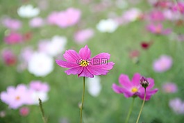 宇宙花,宇宙,粉红色