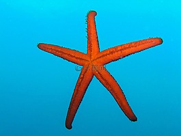 海星,跳水,水下