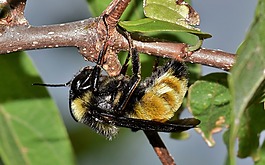 蜜蜂,熊蜂,昆虫