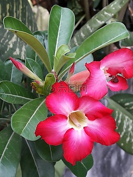 被邀请参观。,沙漠玫瑰,花