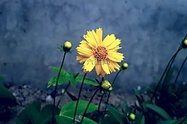 花,黃色花,黃色