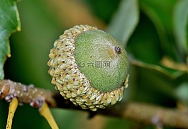 橡子,螺母,奧克
